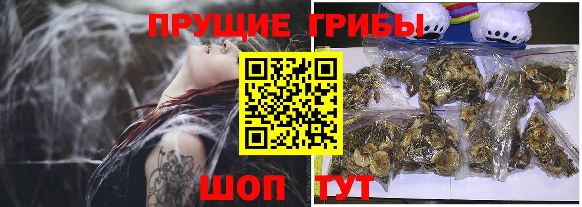 Псилоцибиновые грибы Psilocybine cubensis Гусиноозёрск