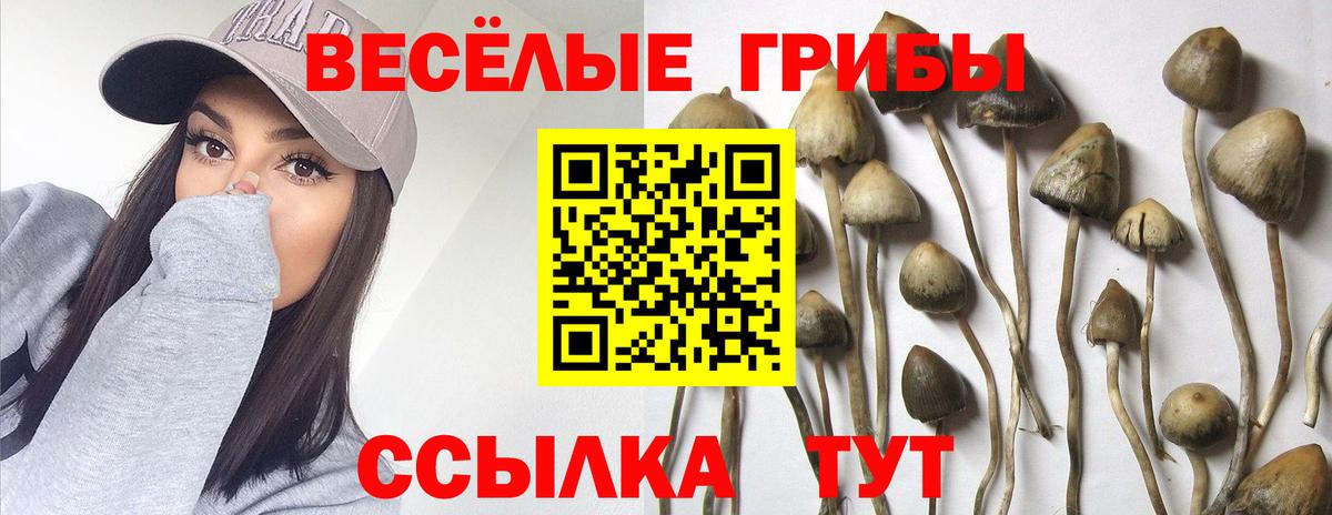 продажа наркотиков  Галлюциногенные грибы Psilocybe  Вход с VPN  Гусиноозёрск 